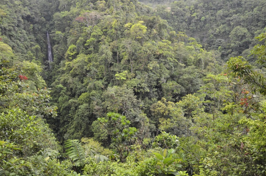 4 rio fortuna rain forest.jpg