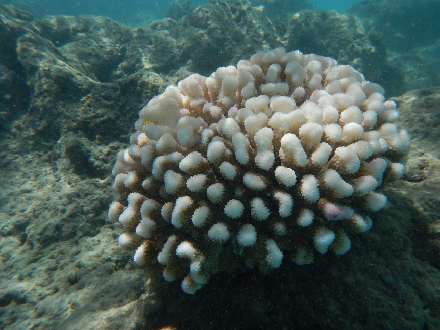 cauliflower coral 1 lr.jpg