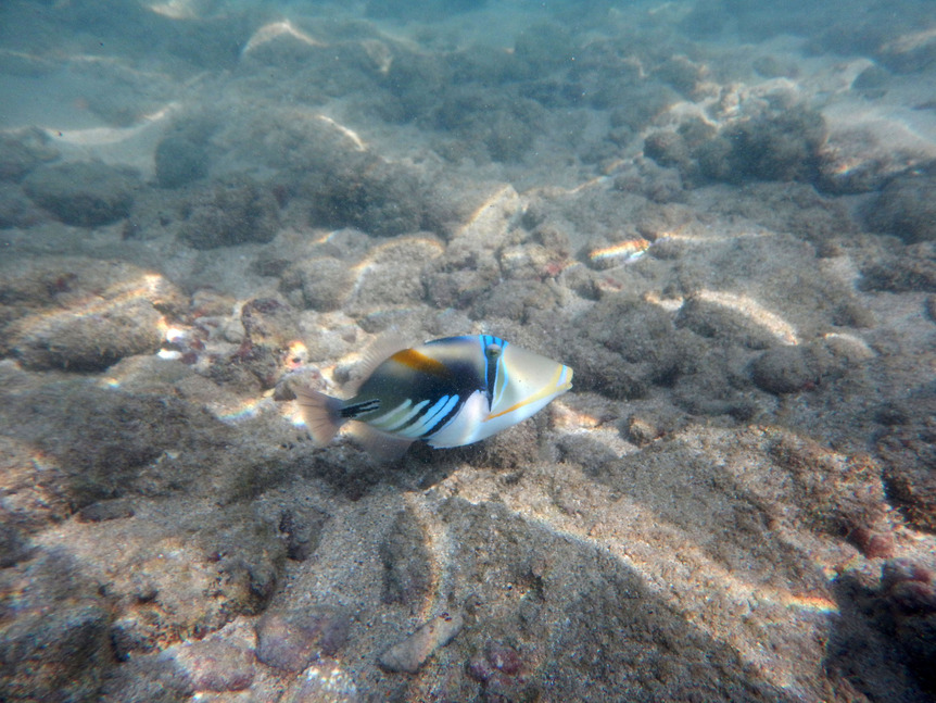 reef triggerfish lr.jpg