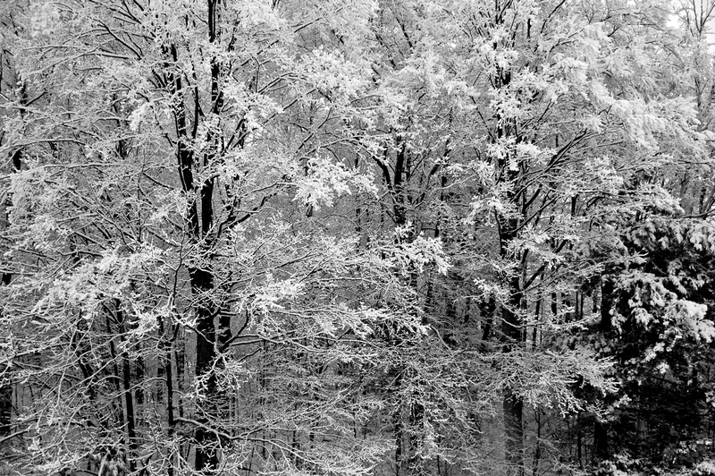 snow on trees lr.jpg