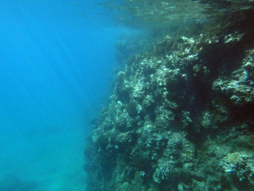 underwater scenes 21 coral reef at black rock.jpg